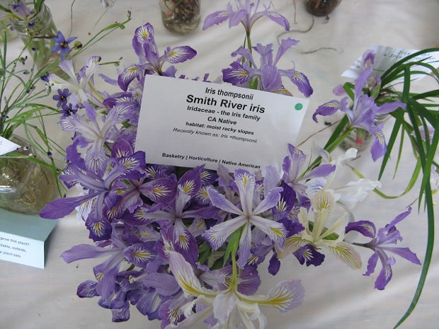 Smith River Iris (Iris thompsonii)