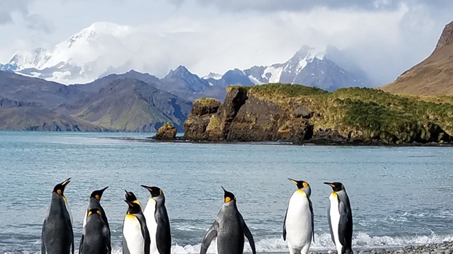 South Georgia Island: Remote, Wild and (Almost) Recovered