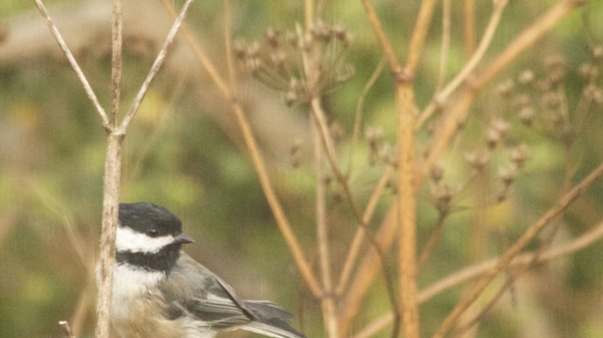 Digital Birding: Enhance the Birding Experience with eBird