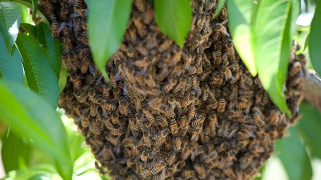 Humboldt County Beekeepers