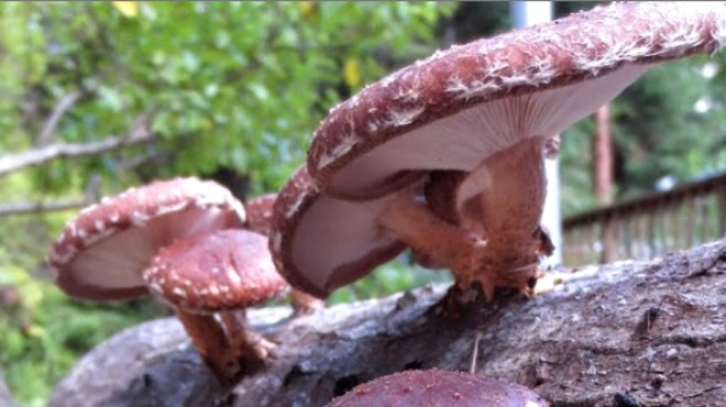 Shiitake Mushroom Growing