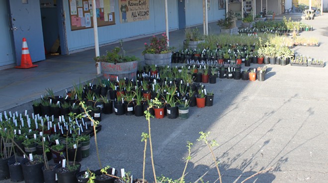 California Native Plant Society Plant Sale