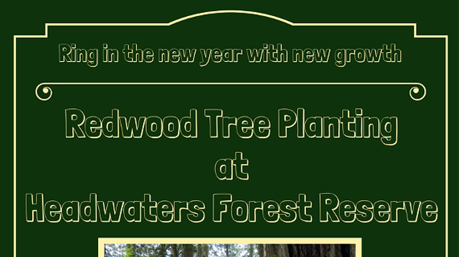Redwood Tree Planting at Headwaters