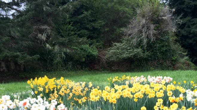 Daffodils by the River