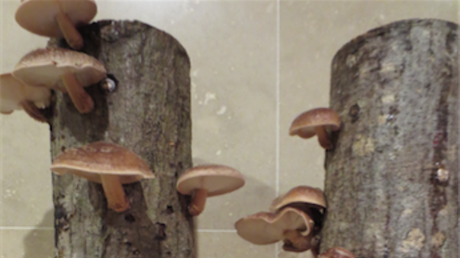 The Art of Cultivating Mushrooms on Logs