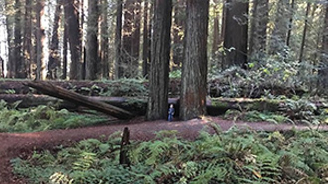 Jedediah Smith EPIC Redwood Hike in Stout Grove