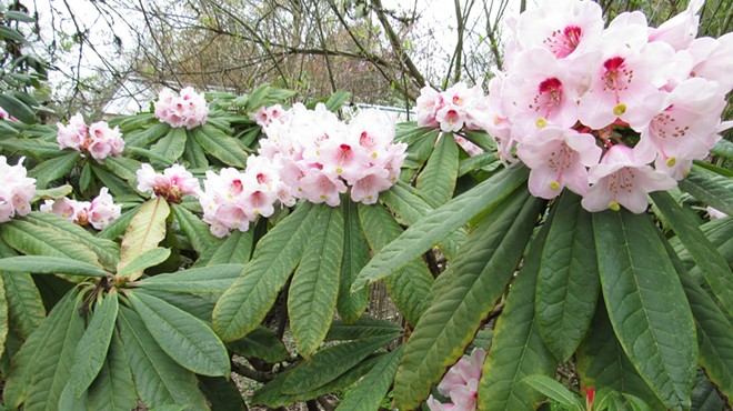 Rhododendron Show and Plant Sale