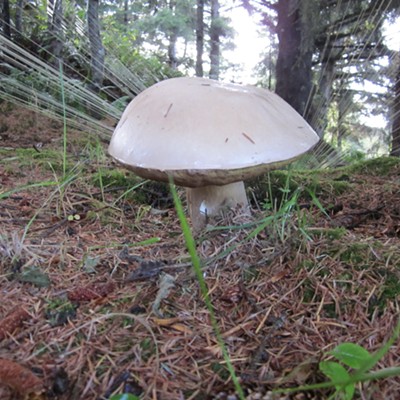 Birds & Bees Educational Series - Fungi of Humboldt County