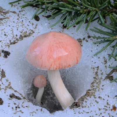 Humboldt Bay Mycological Society Monthly Meeting