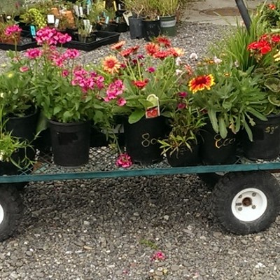 A wagonload of blooms for the garden