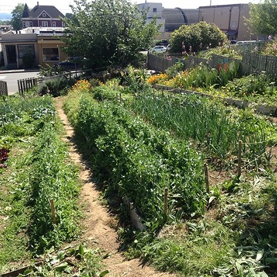 Arcata Community Wellness Garden Drop-In Volunteer Time