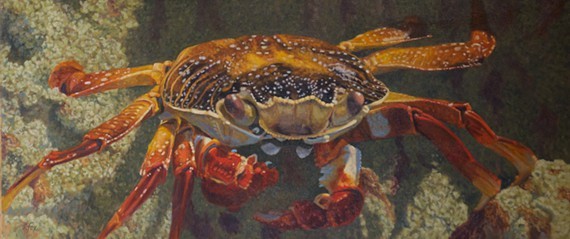 Up Close Sally Lightfoot Crab