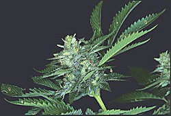 A budding Sour Diesel plant. Photo by Jason King from The Cannabible Collection.