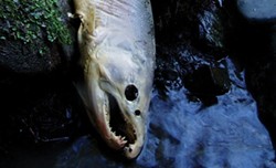 PHOTO COURTESY OF BOB PAGLIUCO - A coho salmon carcass observed during a spawner survey, in which dead adult fish and salmon nests, or redds, are assessed.