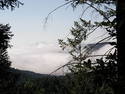 COURTESY REDWOOD FOREST FOUNDATION, INC - A fog Bank nestles in a valley in the Redwood Forest Foundation’s Usal Redwood Forest.