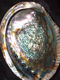 Abalone shell. Photo by flickr user SingingFish.
