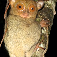 Adult Western tarsier, about 4 inches high with an 8-inch-long tail.