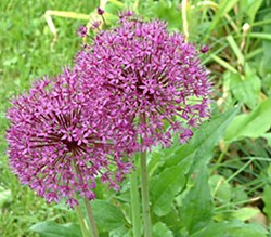 Allium. Photo by Flickr.com user mymindisgoing.