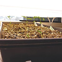 Amy's seedlings