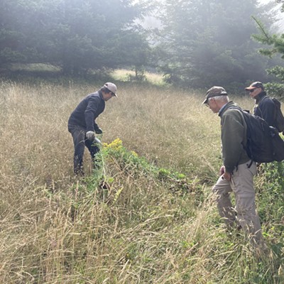 Volunteers learn the proper technique in removing tansy ragwort in Sinkyone Wilderness State Park