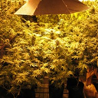 Arcata medical marijuana grow