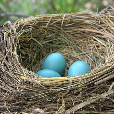American Robin nest with eggs