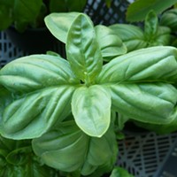 Big Bunches of Basil