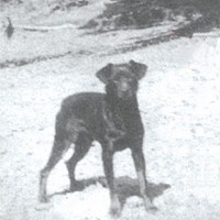 "Boomer Jack" N.W.P. Mascot, c. 1916. Photo from Lincoln Kilian's "A Dog's Life," courtesy of Robert Brantley to the author.