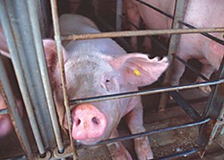 Breeding sow in a gestation crate. Photo courtesy of Humane Society of the United States