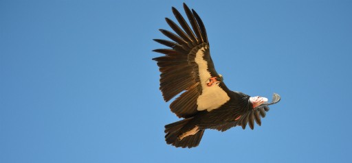 California condor - PHOTO COURTESY U.S. FISH AND WILDLIFE SERVICE