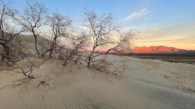 "California Desert Plants: Ecology and Diversity"