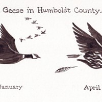 Aleutian Geese in Humboldt County...