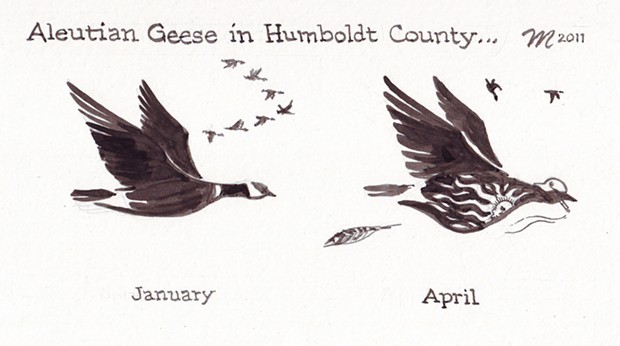 Aleutian Geese in Humboldt County... | Mielke | North Coast Journal