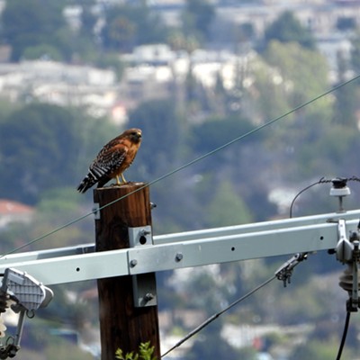 Red-shouldered Hawk on a power pole
