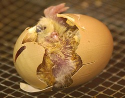 PHOTO BY GRENDELKHAN, - Chicken hatching from egg. Whichever came first, it wasn't nothing.