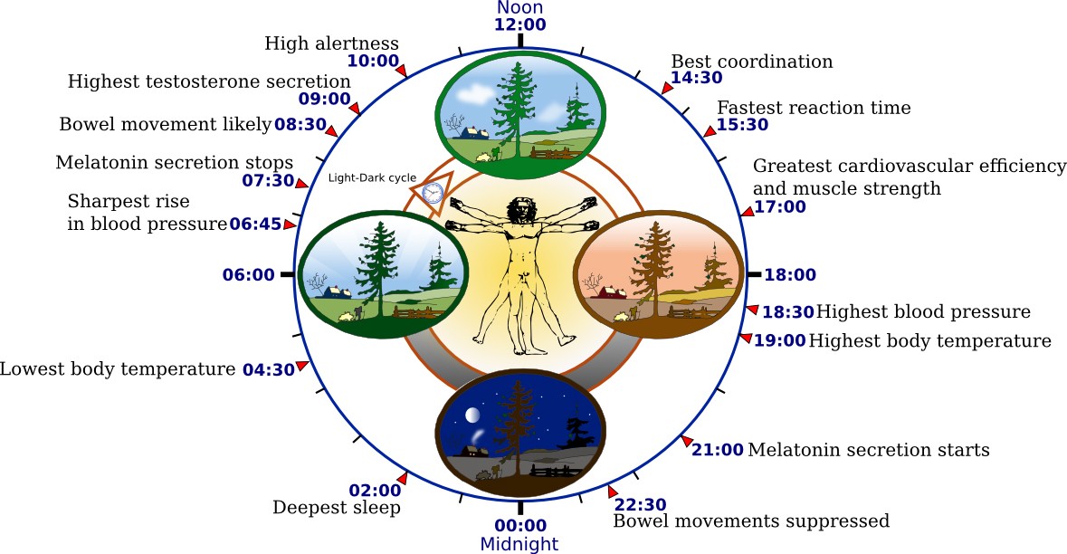 Contemporary human biological clock, as modulated by artificial light, according to data in The Body Clock Guide to Better Health. - YASSINE MRABET