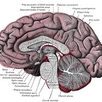 Brains, Minds and Myths