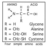 Diagram of several amino acids, by Don Garlick