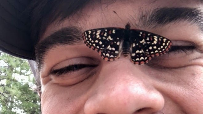 Elfin Magic: The Power of Curious Communities in Butterfly Conservation