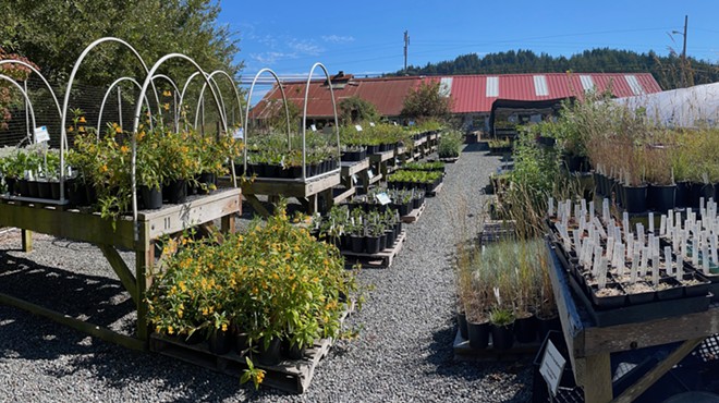 Fall Native Plant Sale