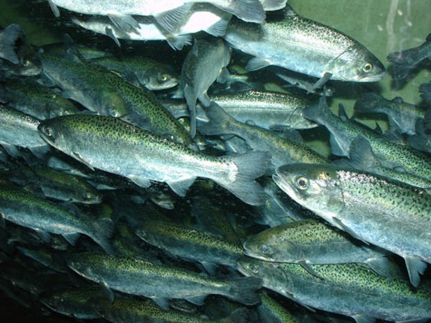 Favorable ocean conditions and heavy rains have brought the Chinook Salmon back, but to a river choking of toxic algae. - PHOTO BY WIKIMEDIA COMMONS USER ZUREKS/CREATIVE COMMONS LICENSE