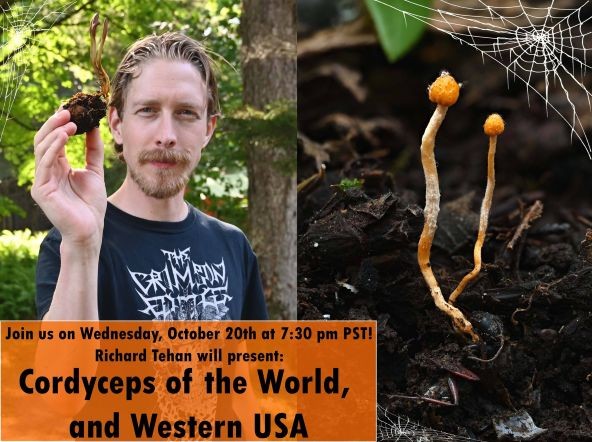 Richard Tehan holding a Cordyceps and two fruiting bodies growing out of a buried arthropod