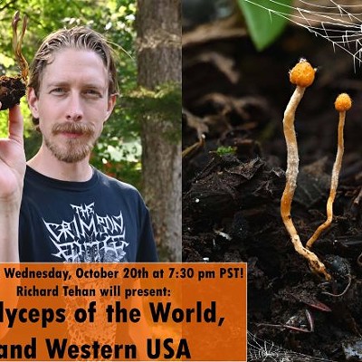 Richard Tehan holding a Cordyceps and two fruiting bodies growing out of a buried arthropod