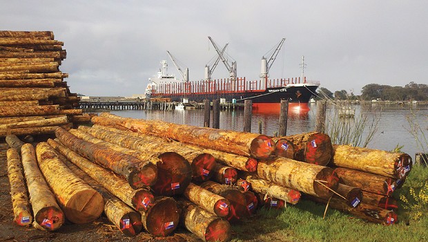 Humboldt logs await shipment. - PHOTO BY RYAN BURNS