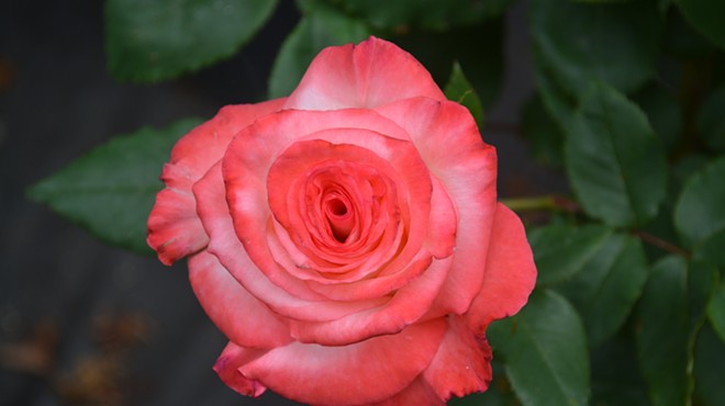 Humboldt Rose Society Rose Show
