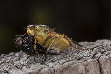 A dung fly and its victim. - ANTHONY WESTKAMPER