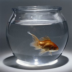 Is this goldfish's view of reality any more distorted than yours or mine?
