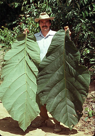 James Zarucchi with some rather large leaves from the coccoloba plant. Photo courtesy of James Zarucchi