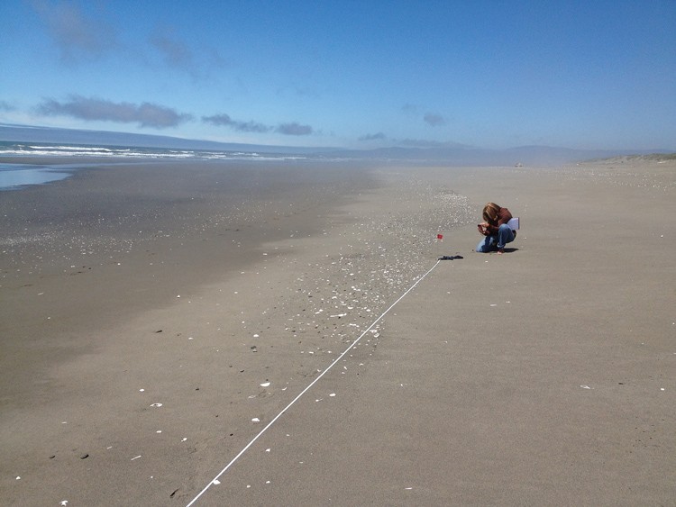 Jennifer Savage, with the Ocean Conservancy, began a two-year shoreline monitoring project last week to record marine debris, including anything dragged into the sea by the March 2011 Japan tsunami. - PHOTO BY HEIDI WALTERS