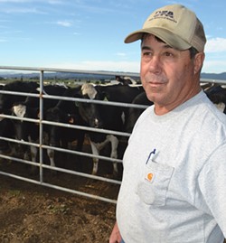 PHOTO BY HEIDI WALTERS - John Vevoda runs an organic dairy in Ferndale. He is against Measure P: "It's not that I'm going to [grow GMOs].There's no way. But what if my children coming into the business wanted to?"